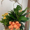 One 6&quot; green plant and one 6&quot; blooming plant beautifully decorated with