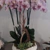 Orchid Arrangement. Each bloom, carefully selected, offers a mesmerizing display of nature&#039;s