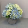 Grace and Elegance! Beautiful blue and green hydrangea in a ceramic pot