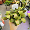 Pet friendly plants