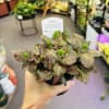 Pet friendly plants