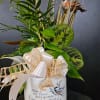 Arriving with a mix of starter live tropical plants, our signature twig
