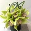Cymbidium orchids arranged in clear vase. Modern and beautiful. Perfect for a