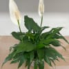 Peace lily plant with 2 or 4 blooms 