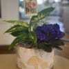 Plants in a mushroom container with a critter