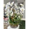 Orchid Fiesta: 5 Beautiful Orchid arrangement Artistically arranged in a square/cylinder crystal