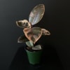 The Ficus Elastica &#039;Tineke&#039; is a stunning houseplant known for its striking