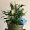 Carry this garden anywhere! It&#039;s brimming with ivy, fern, dieffenbachia, dracaena, palm