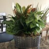 Carry this garden anywhere! It&#039;s brimming with ivy, fern, dieffenbachia, dracaena, palm
