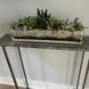 Just what it sounds like but more beautiful.  The sleek succulent