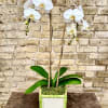 A Lovely White Double Phalaenopsis Orchid Plant 
Set Into a White Bamboo