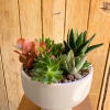 Beautiful assorted succulents in a white ceramic compote container
Smaller sizes available. 
Container