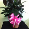  Plant come with a bow N a basket.
