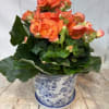 Begonia plants for all your gifting needs this summer