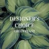 Your choice of a small, medium or large green plant in stock.