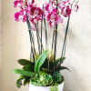 Embrace the captivating allure of our gorgeous burgundy phalaenopsis arrangement, elegantly presented