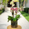 Elevate your Miami home with the delightful mix of mini orchids and