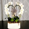 Indulge in the captivating beauty of our gorgeous bent-effect white orchid arrangement