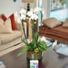 Embrace the allure of our unique white orchid arrangement, elegantly displayed in
