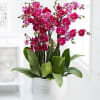 Indulge in the vibrant allure of our large-sized Phalaenopsis orchid arrangement, bursting