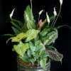 A variety of plants in a 10 inch ceramic container. Color of