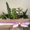  A variety of succulents in a rustic wood box (12&quot;x4&quot;). 