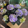 Hydrangea plants are great for both indoor and outdoor decoration. These beautiful