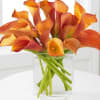 Elegance is a synonym for calla lilies, and the mini calla lilies