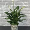 Lovely Peace Lily plant in a decorative metal container (these may change