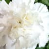 All white flowers.  Hydrangeas, spider mums, carnations and gladiolus. 