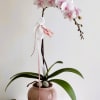 gorgeous soft color orchid plants