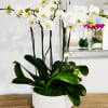 White Orchid with white vase