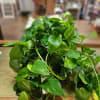 6 inch hanging pothos plant (no basket included as this is a