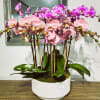 Peach and Purple Mix orchids