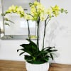 Lime color Orchid 