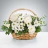 A peaceful white and green basket featuring white daisy mums and white