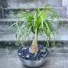 Just like a camel, the ponytail palm can store water in their