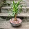 Just like a camel, the ponytail palm can store water in their