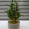 Fresh bamboo requires moderate indirect sunlight and needs fresh water every seven