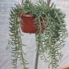 Dolphin Plants thrive in well-draining soil. They can rot if over-watered, so