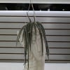 Rat Tail Cacti symbolize endurance, protection, and love. Prefers indirect sunlight or