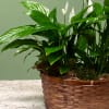 Spathiphyllum, also known as the Peace Lily, is known for both its