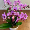 Our standard purple Vienna Garden all dressed up for Valentine&#039;s Day! She