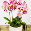 Peach Color Orchid.