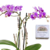 LUNAR LIGHT GIFT SET

Sol Ambiance is proud to support these artists and