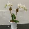 Hampton&#039;s Summer Season Double Stem Mini Phalaenopsis Orchid Planter is a must