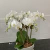 Hampton&#039;s Summer Season 6 Stem Mini White Phalaenopsis Orchid Planter is a