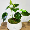 Plants.