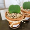 Plants succulents
