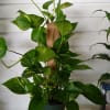 A perfect indoor climbing plant with a totem pole inserted in the